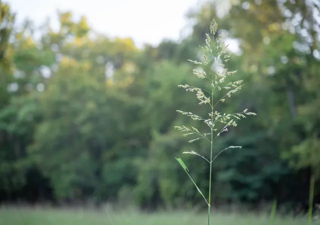 Photo 3 of Land for sale at 6807 Cross Keys Rd, College Grove, TN 37046 | MLS# 3545440 | Listing updated on 2026-09-21