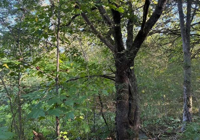 Photo 1 of Land for sale at 0 County Rd 675, Riceville, TN 37370 | MLS# 3545556 | Listing updated on 2026-10-01