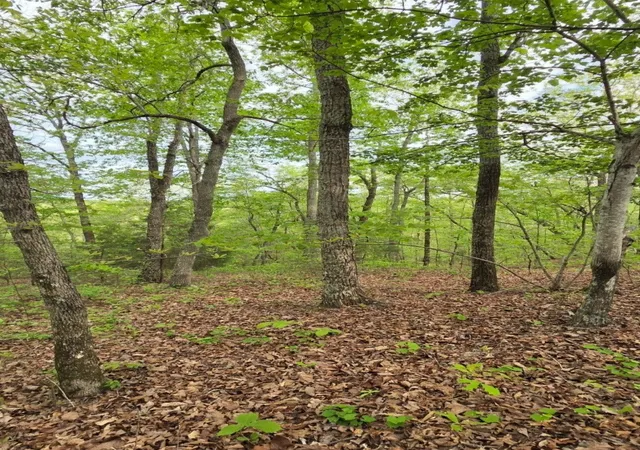 Photo 2 of Land for sale at 0 Red Bank Crk Rd, Lobelville, TN 37097 | MLS# 3592090 | Listing updated on 2026-10-09