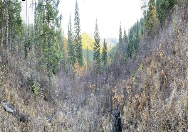 Photo 3 of Land for sale at Nna E Deer Lake Rd, Loon Lake, WA 99148 | MLS# 202620878 | Listing updated on 2026-09-15