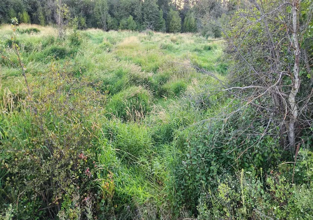 Photo 3 of Land for sale at 0 W Enoch Rd, Deer Park, WA 99006 | MLS# 202623835 | Listing updated on 2026-09-12