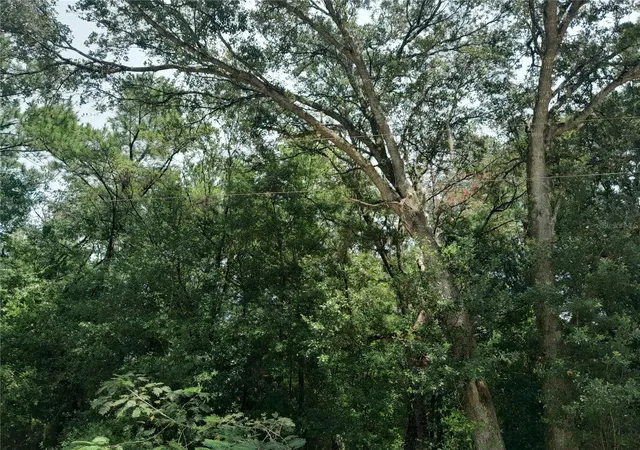 Photo 2 of Land for sale at Se 108th Ter, Morriston, FL 32668 | MLS# OM708138 | Listing updated on 2026-10-08