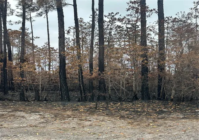 Photo 3 of Land for sale at Tbd Nw 2nd Avenue, Palatka, FL 32177 | MLS# GC539891 | Listing updated on 2026-09-14