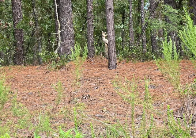 Photo 1 of Sale Pending at Sw 76th Lane, Dunnellon, FL 34432 | MLS# OM731810 | Listing updated on 2026-09-08