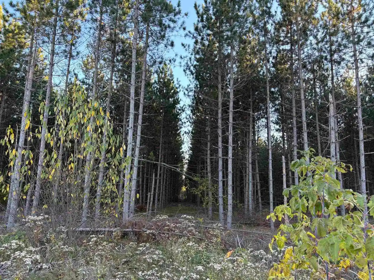 Photo 3 of Land for sale at Lot 3 Plantation Road Road, Pelican Lake, WI 54463 | MLS# 2011563 | Listing updated on 2026-04-29