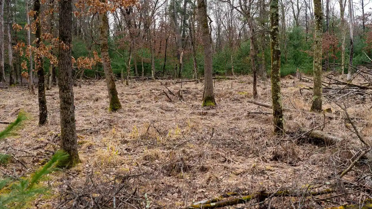 Photo 3 of Land for sale at Lot 1 14 Ac Dover Dr Dr, Adams, WI 53910 | MLS# 2019684 | Listing updated on 2026-08-03