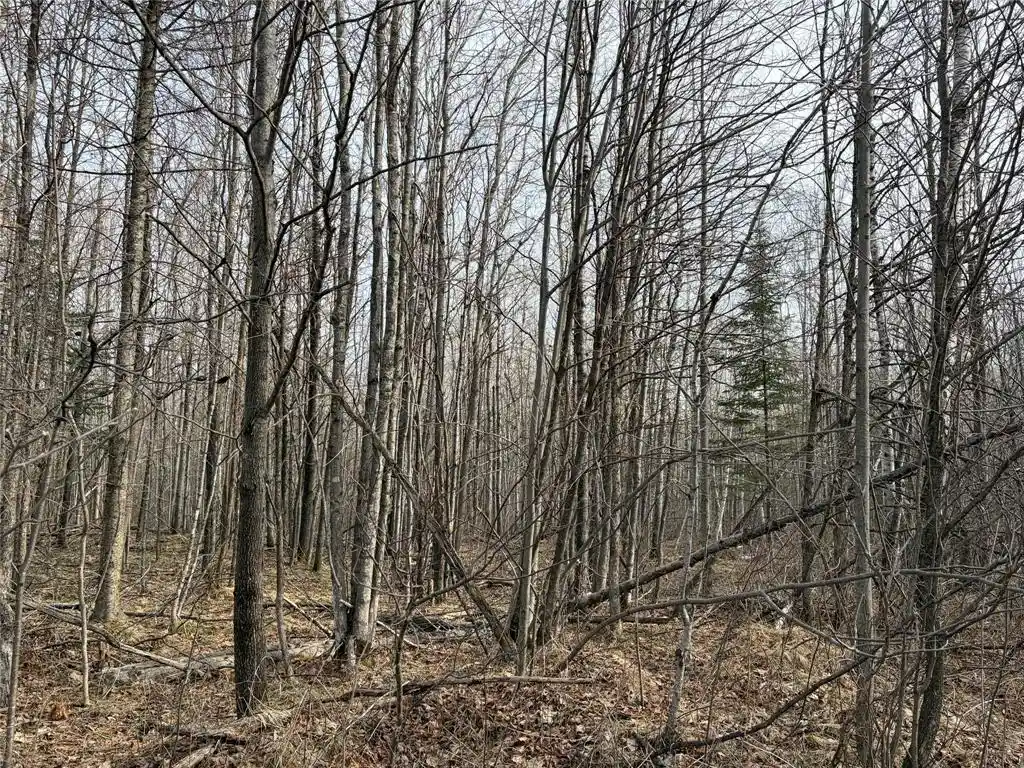 Photo 6 of Land for sale at On Cth B, Winter, WI 54896 | MLS# 1599277 | Listing updated on 2026-08-24