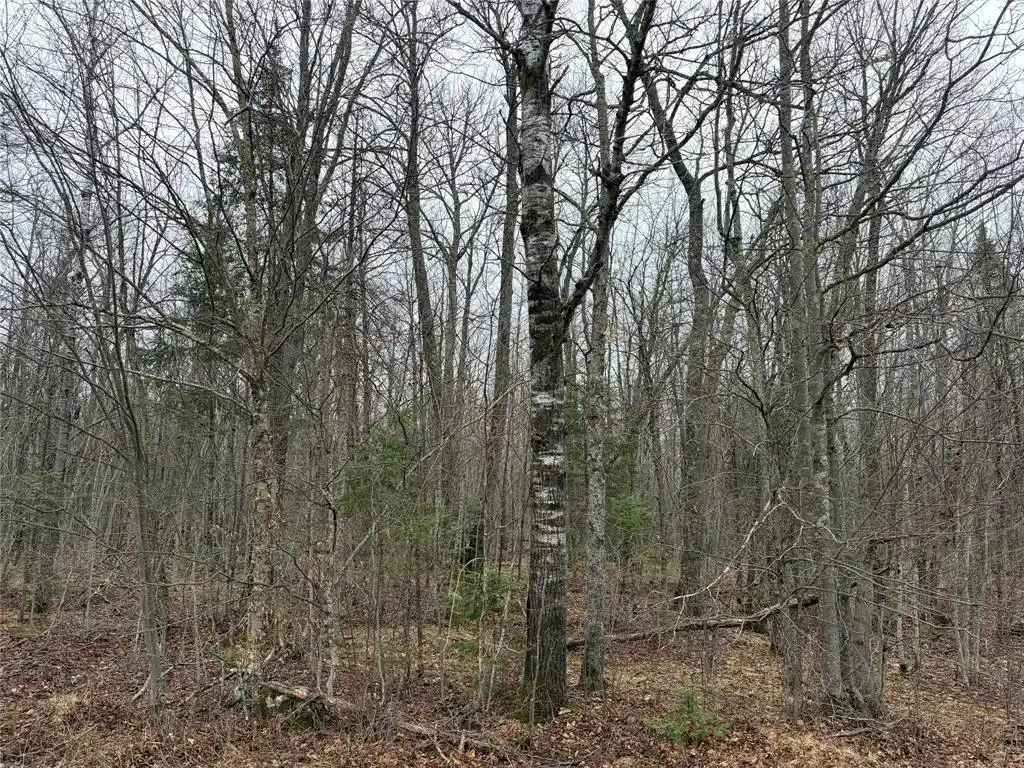 2nd image of On Hofer Road, Couderay, WI 54828 | MLS# 1599292