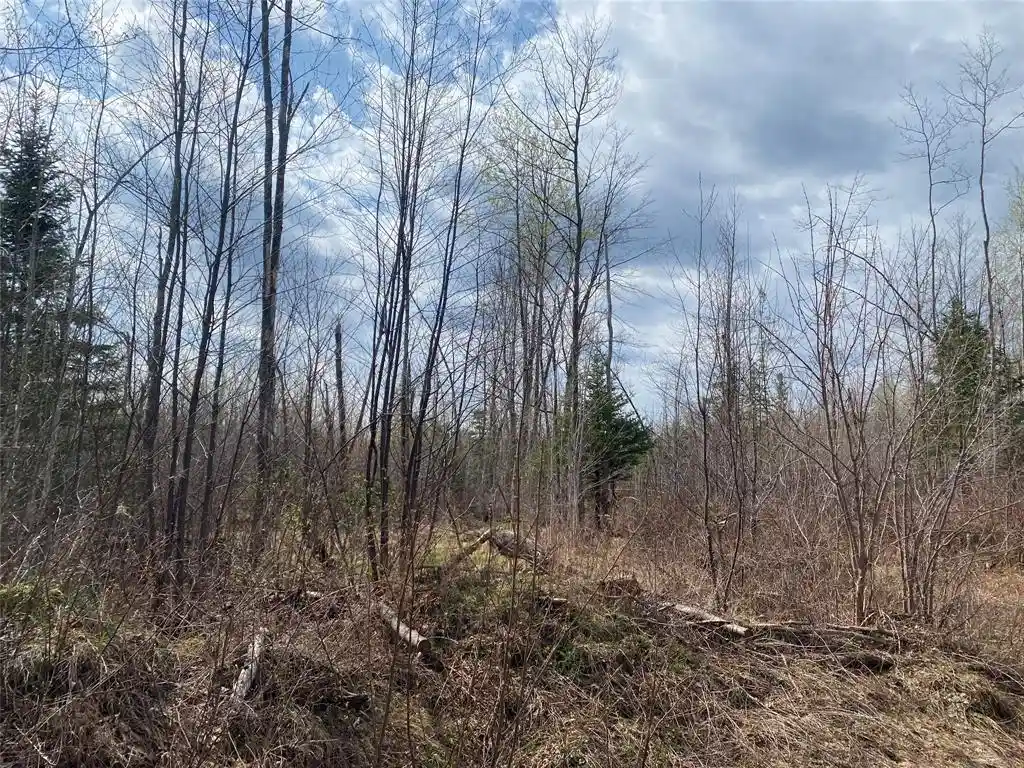 Photo 1 of Land for sale at Near Wilson Lake Road, Phillips, WI 54555 | MLS# 1599330 | Listing updated on 2026-08-24
