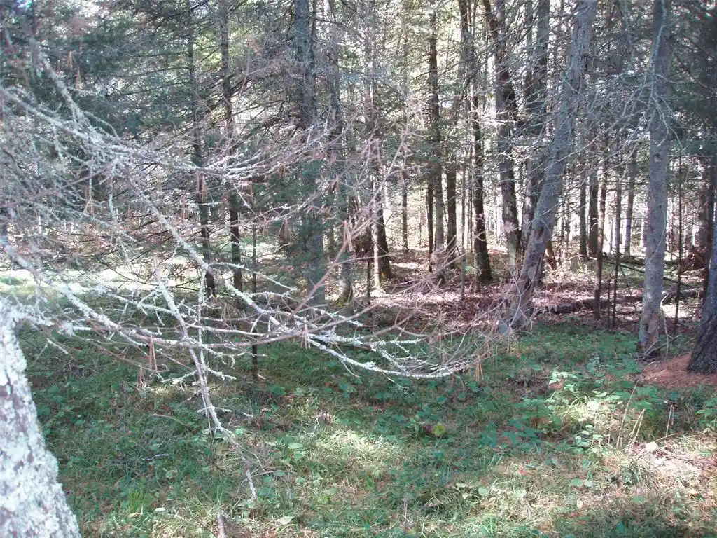 2nd image of N15671 Evergreen Road Road, Park Falls, WI 54552 | MLS# 1599623