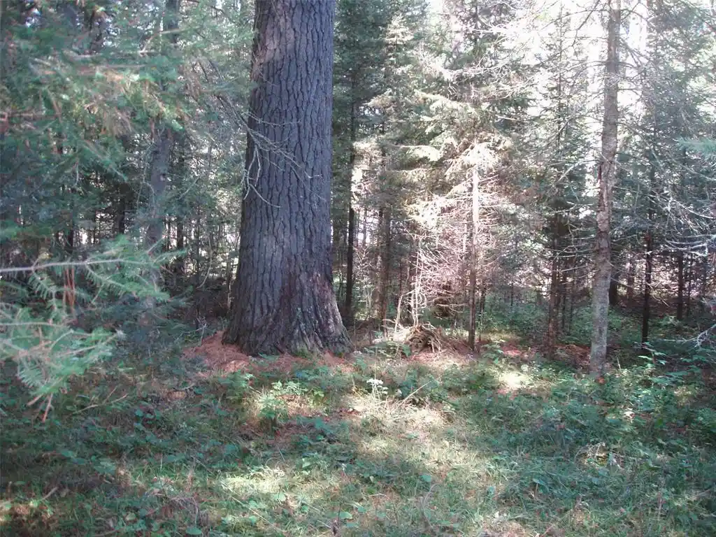 4th image of N15671 Evergreen Road Road, Park Falls, WI 54552 | MLS# 1599623