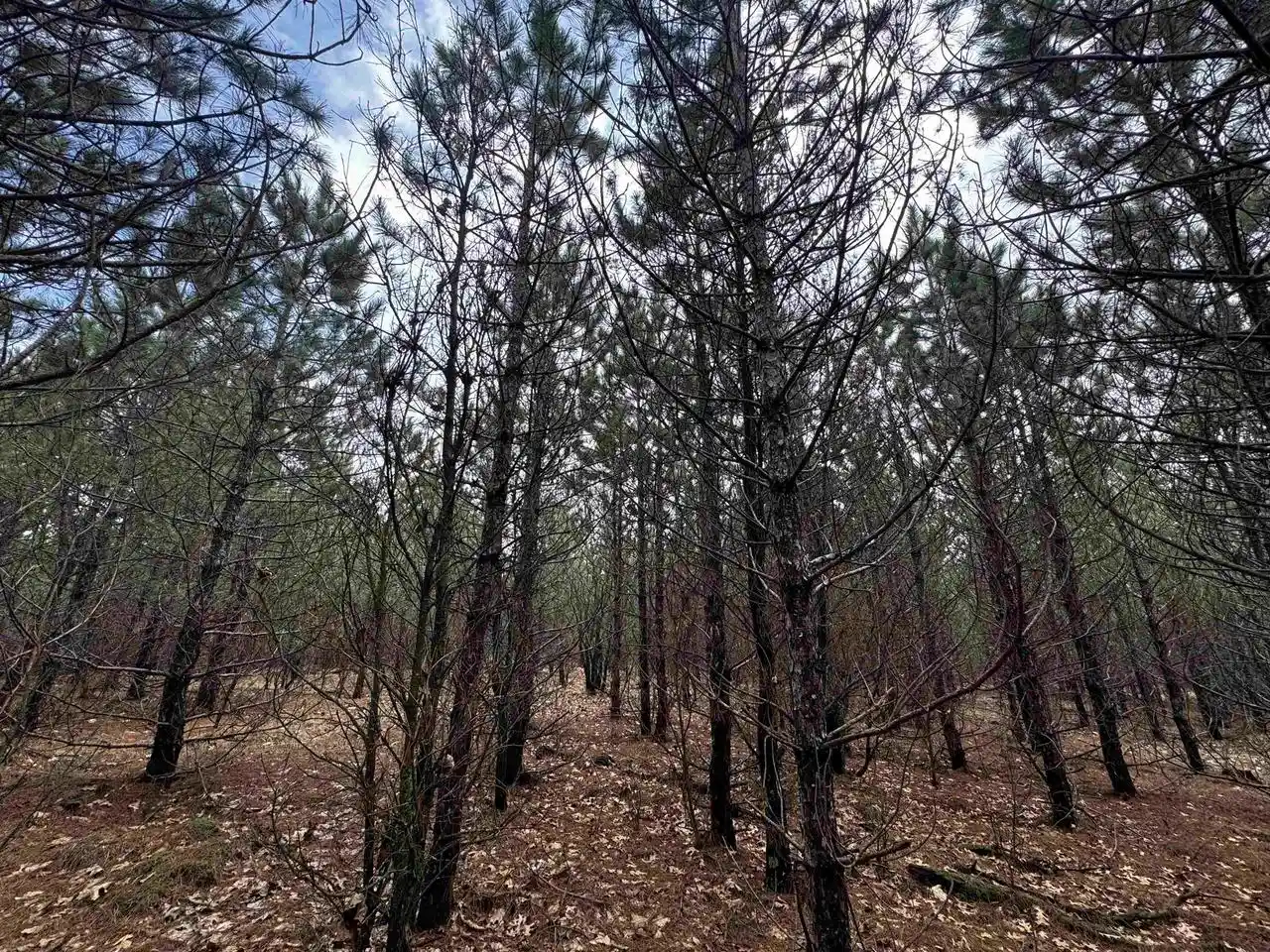Homes for sale in Arkdale, WI | 80Ac 16The Avenue Avenue, Arkdale, WI 54613 | MLS# 2020940
