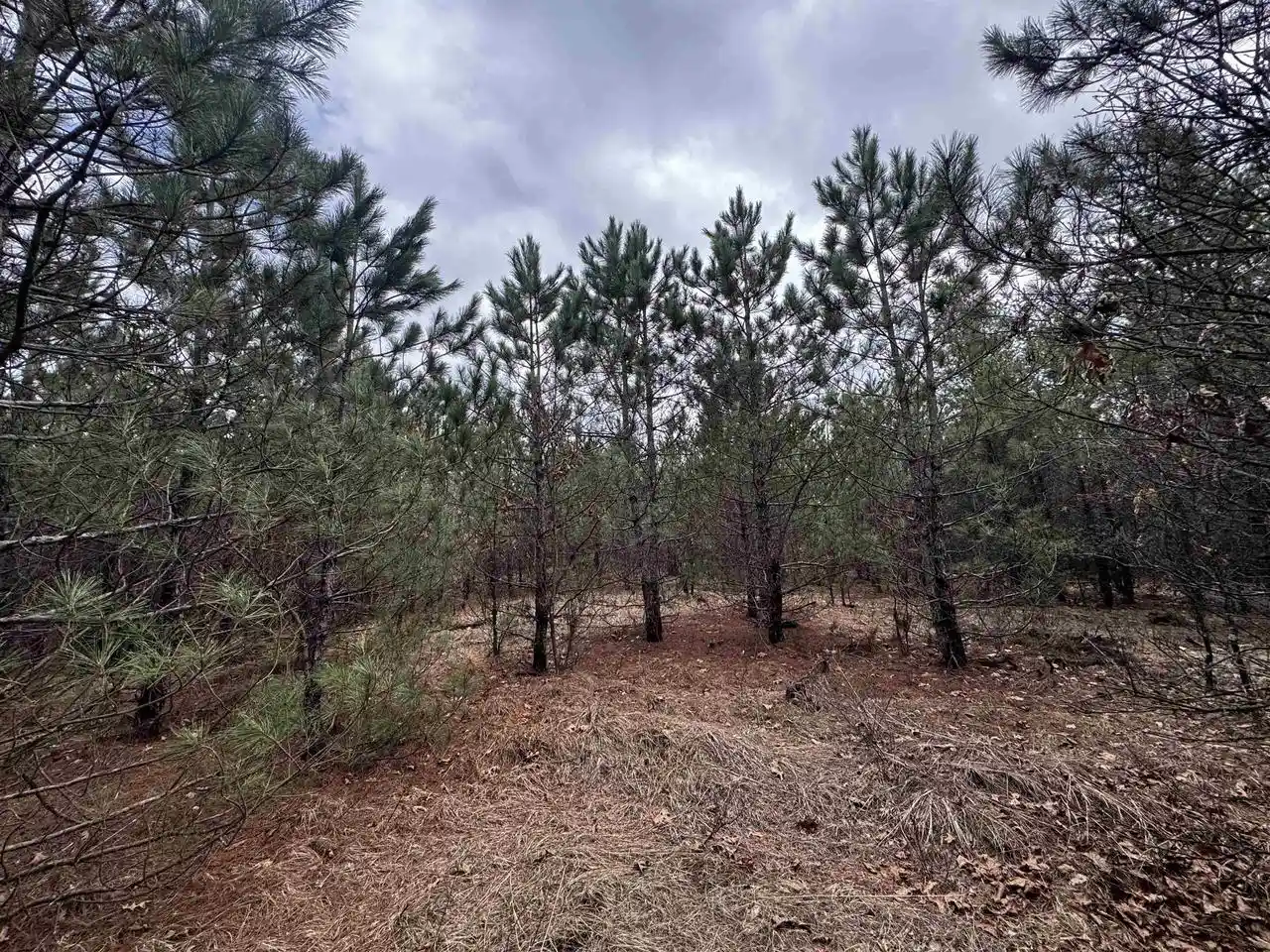 Homes for sale in Arkdale, WI | 80Ac 16The Avenue Avenue, Arkdale, WI 54613 | MLS# 2020940