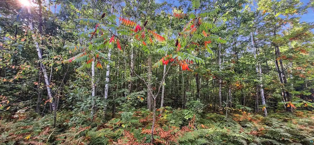 Photo 2 of Land for sale at Xxx Apple Hill Rd Rd, Bayfield, WI 54814 | MLS# 6124605 | Listing updated on 2026-04-29