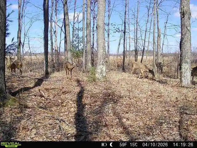 Land for sale at 21 Acres #Sand Hill Ln,WI 54481 | MLS# 22601666