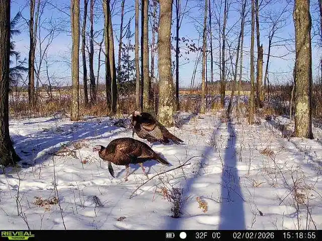 Photo 3 of Land for sale at WI | 21 Acres #Sand Hill Ln,WI 54481 | MLS# 22601666 | Listing updated on 2026-09-09