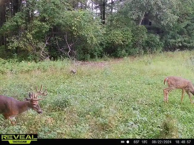 56th image of 120 Acres Mol Stettin Dr Dr, Wausau, WI 54401 | MLS# 22601766