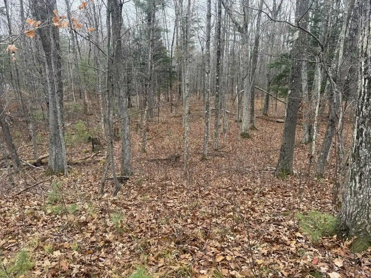 Homes for sale in Wausaukee, WI | Roush Road Road, Wausaukee, WI 54177 | MLS# 50324689