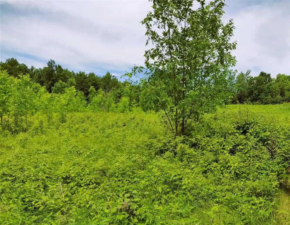 Homes for sale in Sheldon, WI | 135 Acres On Isabella Lane Lane, Sheldon, WI 54766 | MLS# 1600871