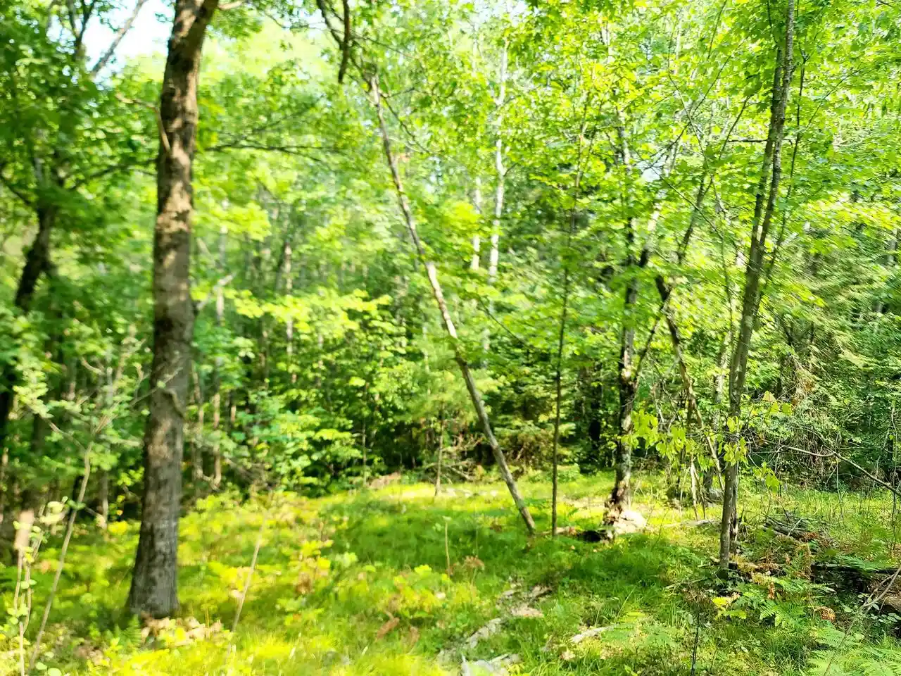 3rd image of W10012 Us Hwy 8, Dunbar, WI 54119 | MLS# 50325122