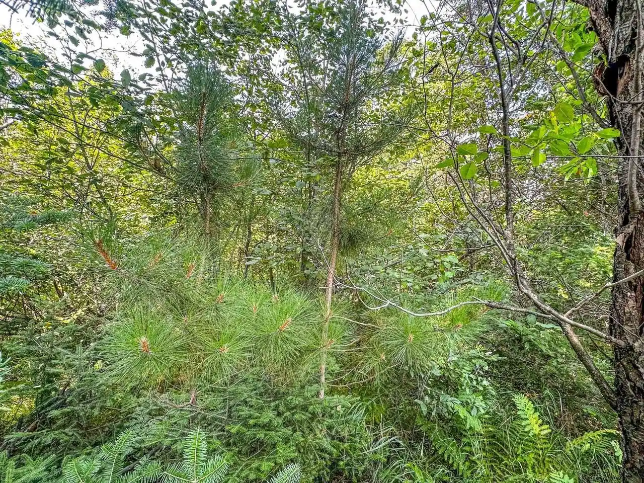 Homes for sale in Phillips, WI | 3 Acres On Darlaks Bay Road Road, Phillips, WI 54555 | MLS# 22602215