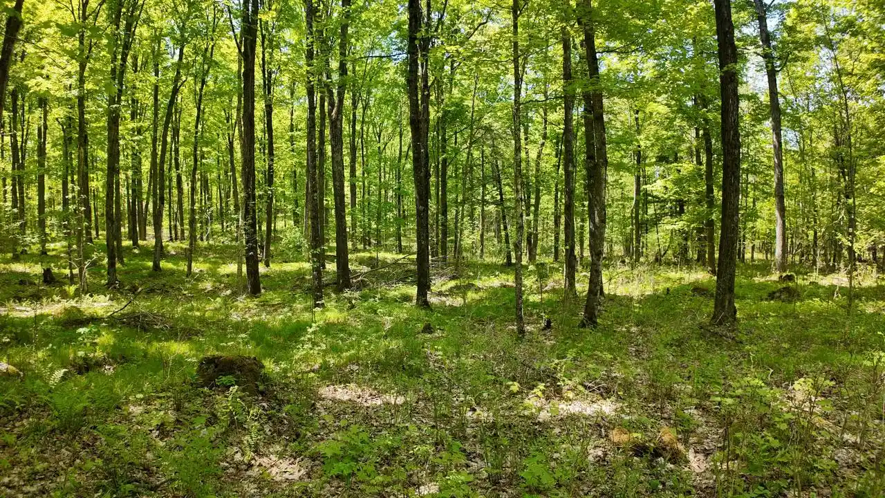 1st image of Lot 1 Federal Forest Road 3903 Road Road #3903, Laona, WI 54541 | MLS# 1964325