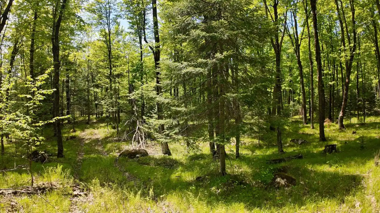 99th image of Lot 1 Federal Forest Road 3903 Road Road #3903, Laona, WI 54541 | MLS# 1964325