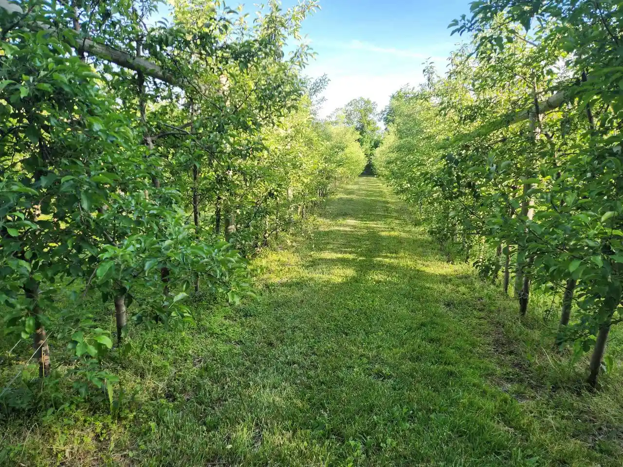 Homes for sale in Hillsboro, WI | 16318 E County Road V Road Road, Hillsboro, WI 54634 | MLS# 2024618