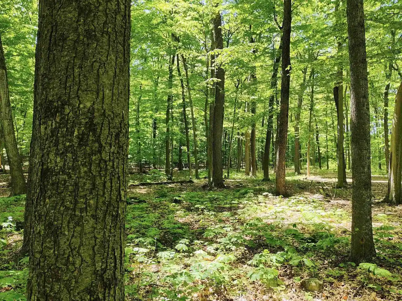 Homes for sale in Plymouth, WI | 1134 Acres Forest Road Road, Plymouth, WI 53073 | MLS# 2024969