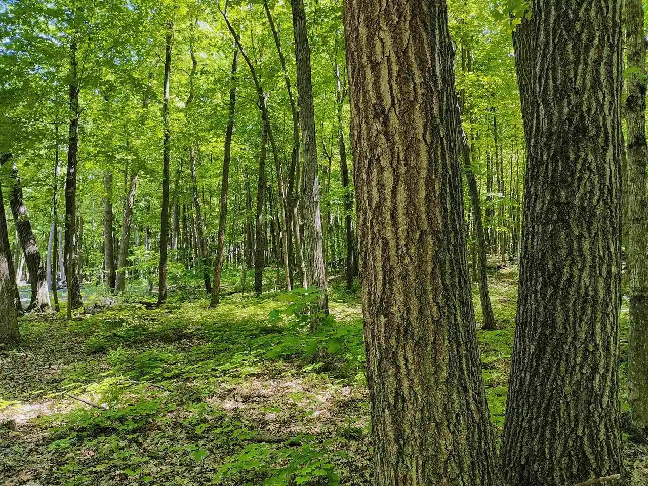 Homes for sale in Plymouth, WI | 1134 Acres Forest Road Road, Plymouth, WI 53073 | MLS# 2024969