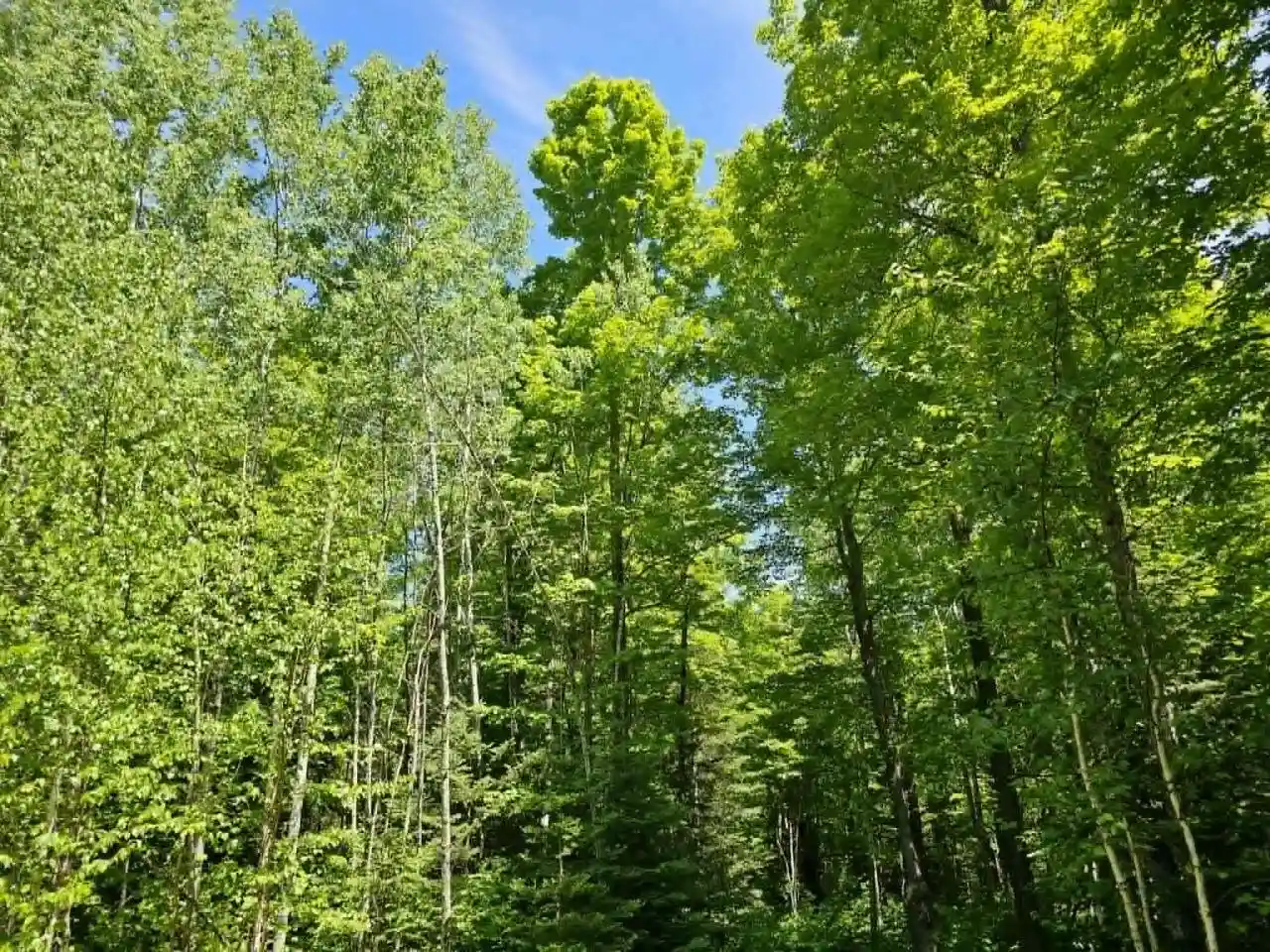 Homes for sale in Iron Mountain, MI | W Herzog Road Road, Iron Mountain, MI 49801 | MLS# 50326732