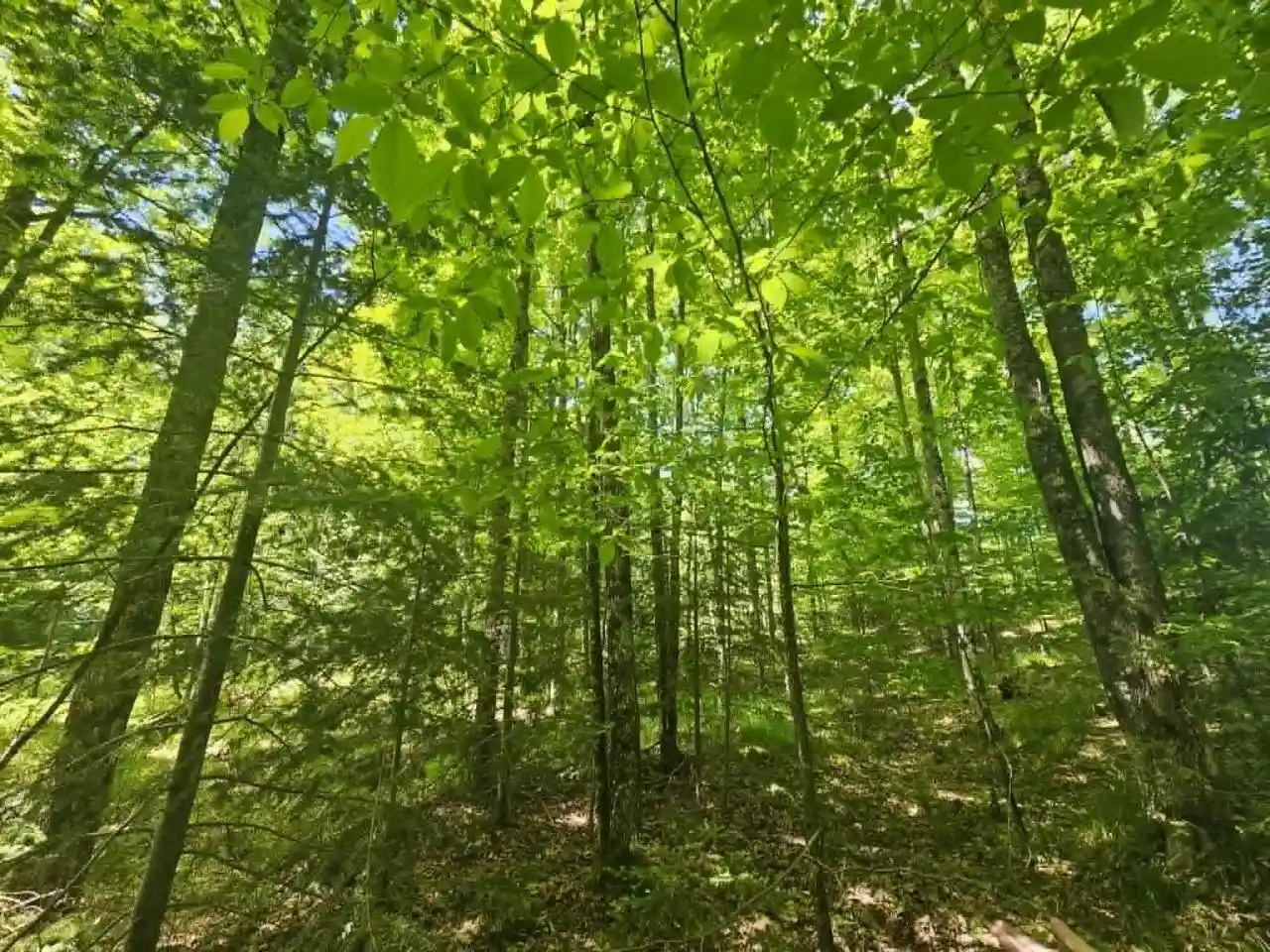 Homes for sale in Iron Mountain, MI | W Herzog Road Road, Iron Mountain, MI 49801 | MLS# 50326732