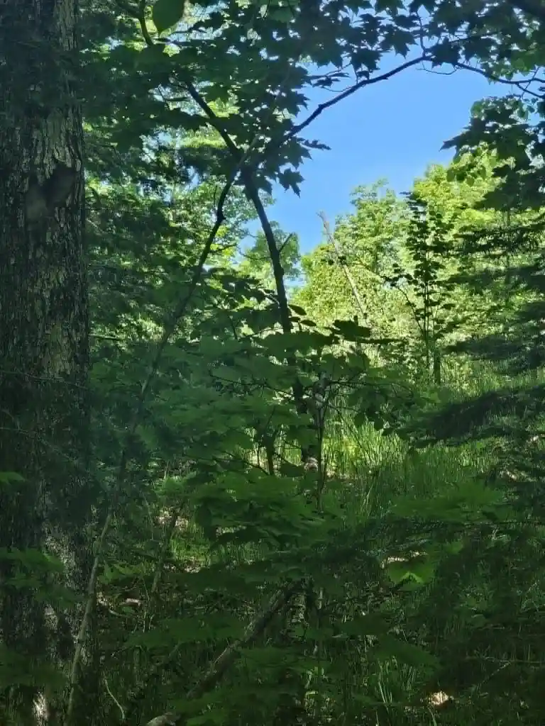 Homes for sale in Iron Mountain, MI | W Herzog Road Road, Iron Mountain, MI 49801 | MLS# 50326732