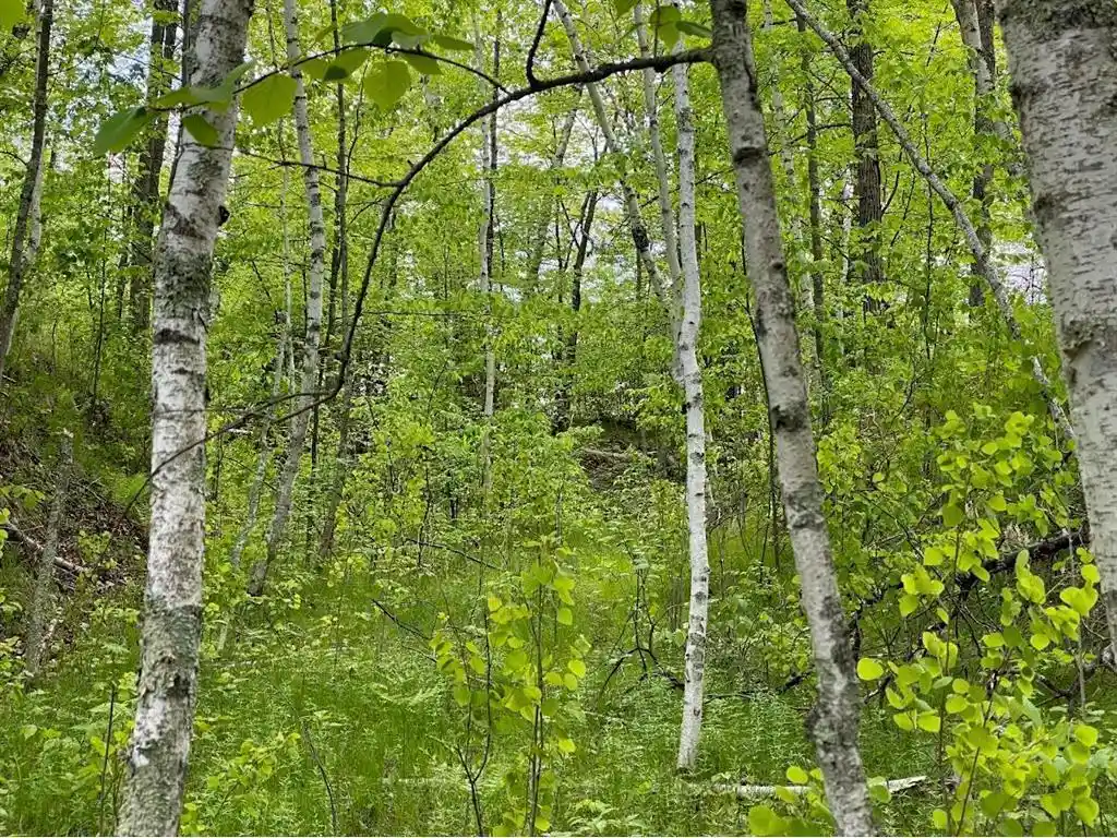Photo 2 of Land for sale at 00 Hustvet, Trego, WI 54888 | MLS# 7087023 | Listing updated on 2026-09-23
