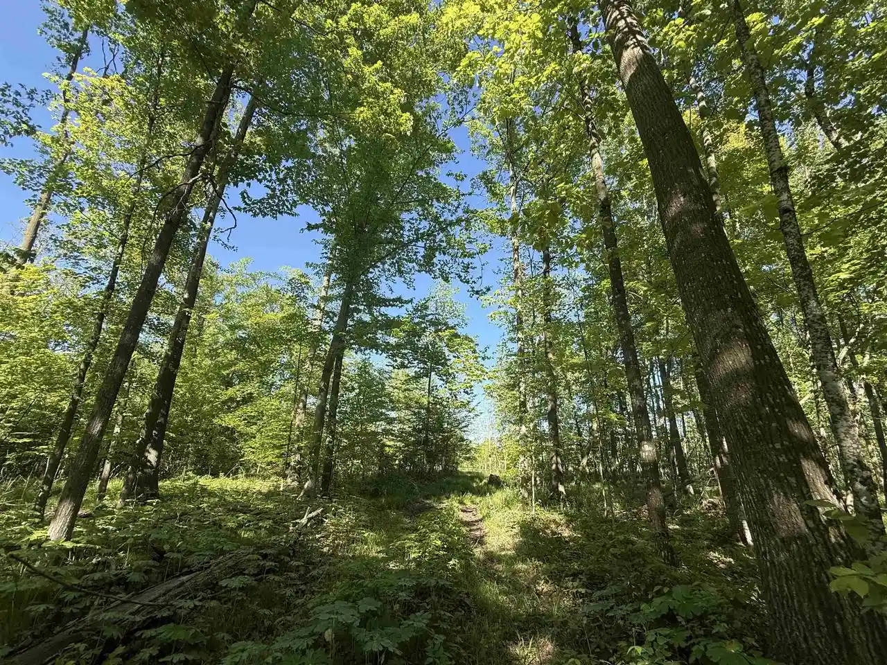 Homes for sale in Bonduel, WI | N5610 Resort Road Road, Bonduel, WI 54107 | MLS# 50326941
