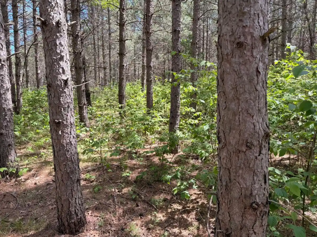 Homes for sale in Nekoosa, WI | 000 Apache Avenue Avenue, Nekoosa, WI 54457 | MLS# 2025205