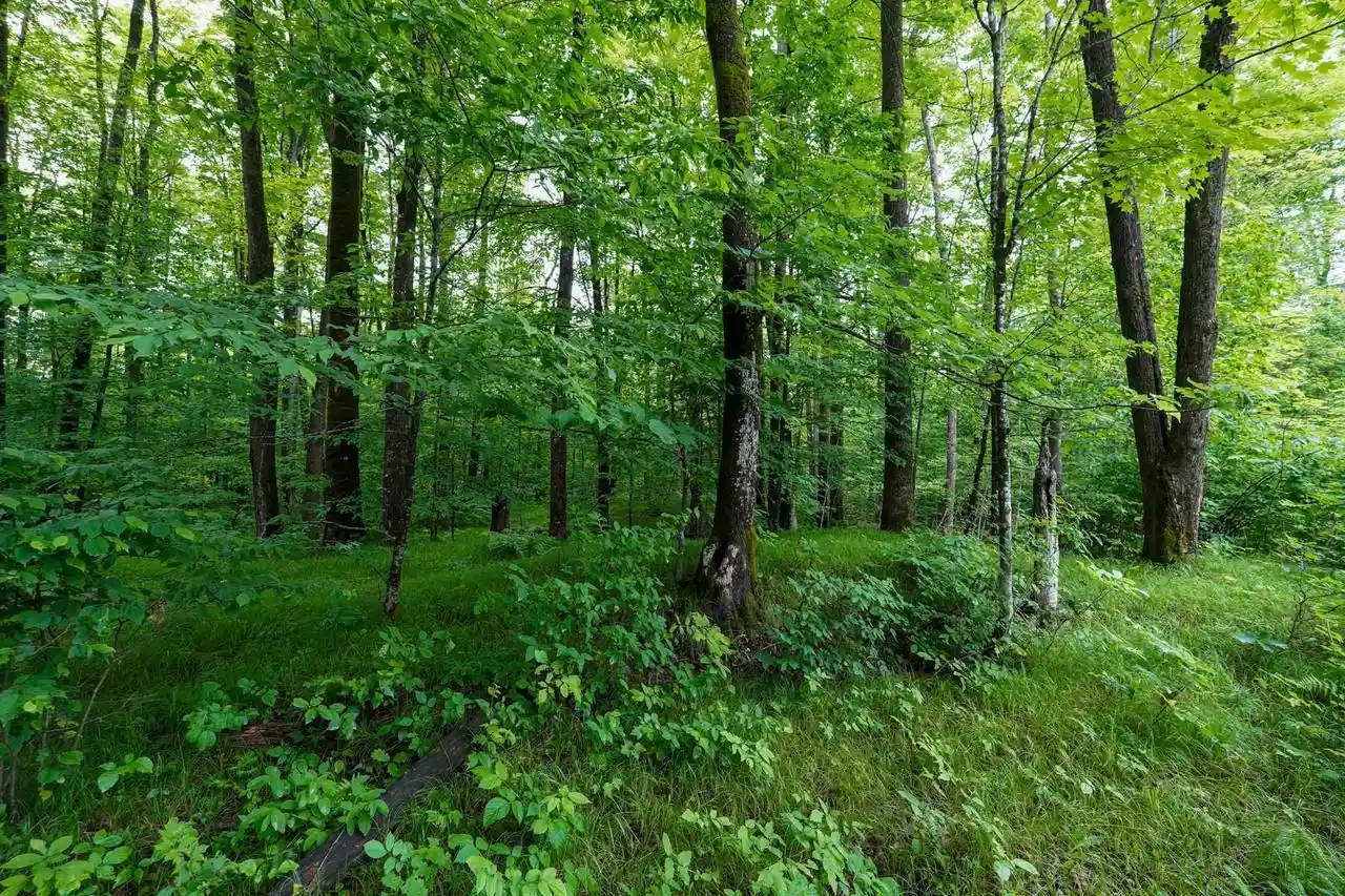 Homes for sale in Westboro, WI | N8865 Forest Edge Road Road, Westboro, WI 54490 | MLS# 22602699
