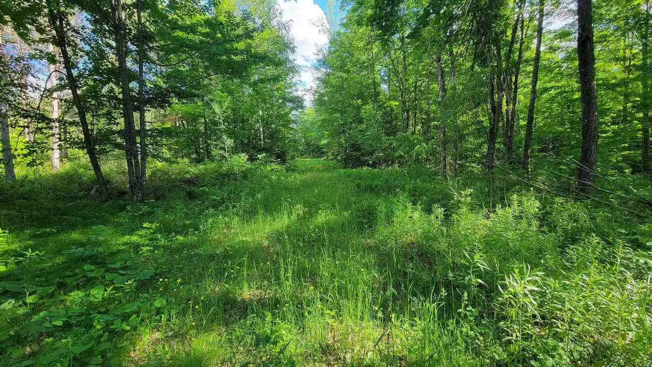 Homes for sale in Elcho, WI | On Hunting River Road Road, Elcho, WI 54428 | MLS# 22602769