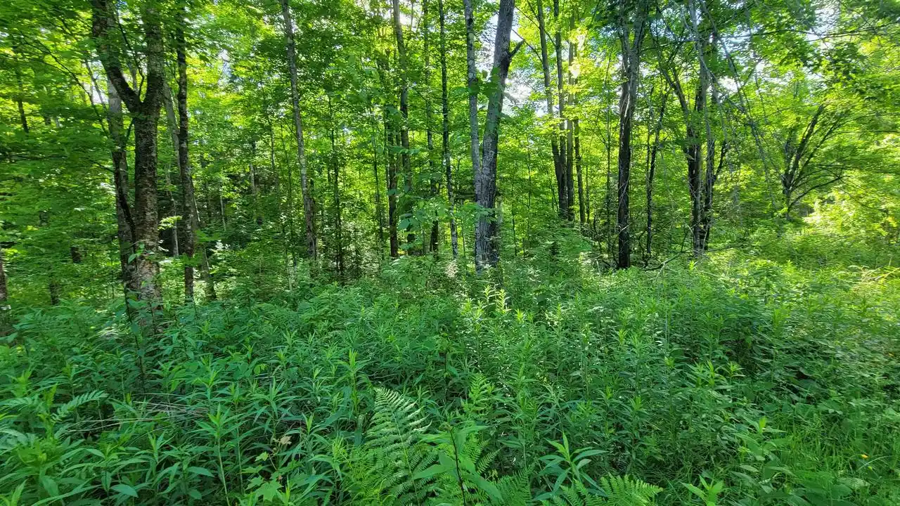 Homes for sale in Elcho, WI | On Hunting River Road Road, Elcho, WI 54428 | MLS# 22602769