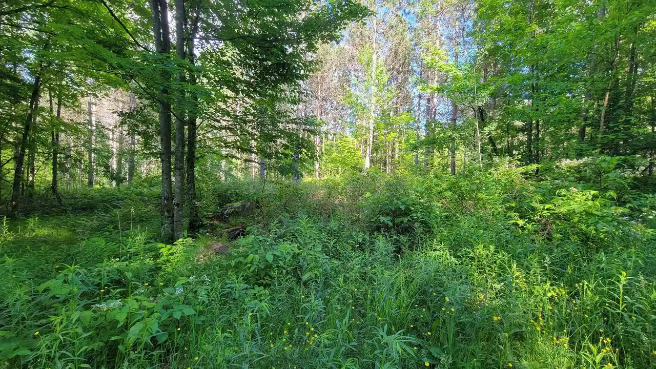 Homes for sale in Elcho, WI | On Hunting River Road Road, Elcho, WI 54428 | MLS# 22602769
