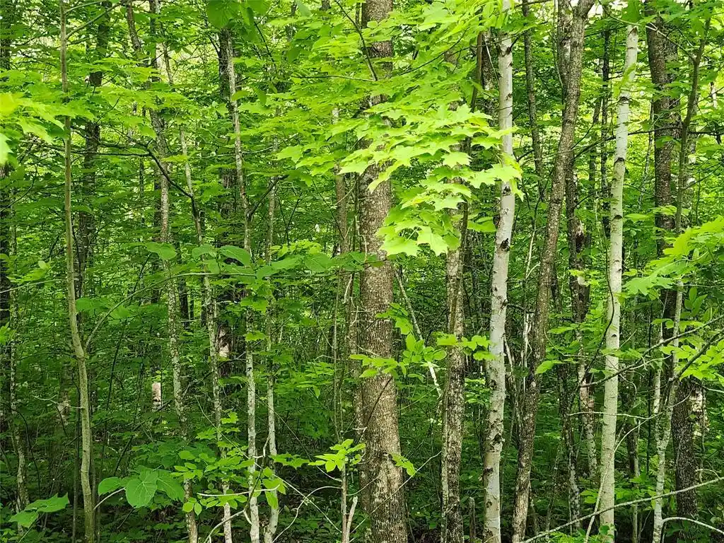 1st image of Off Borrie Road Road, Couderay, WI 54828 | MLS# 1602317