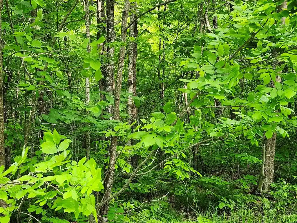 2nd image of Off Borrie Road Road, Couderay, WI 54828 | MLS# 1602317