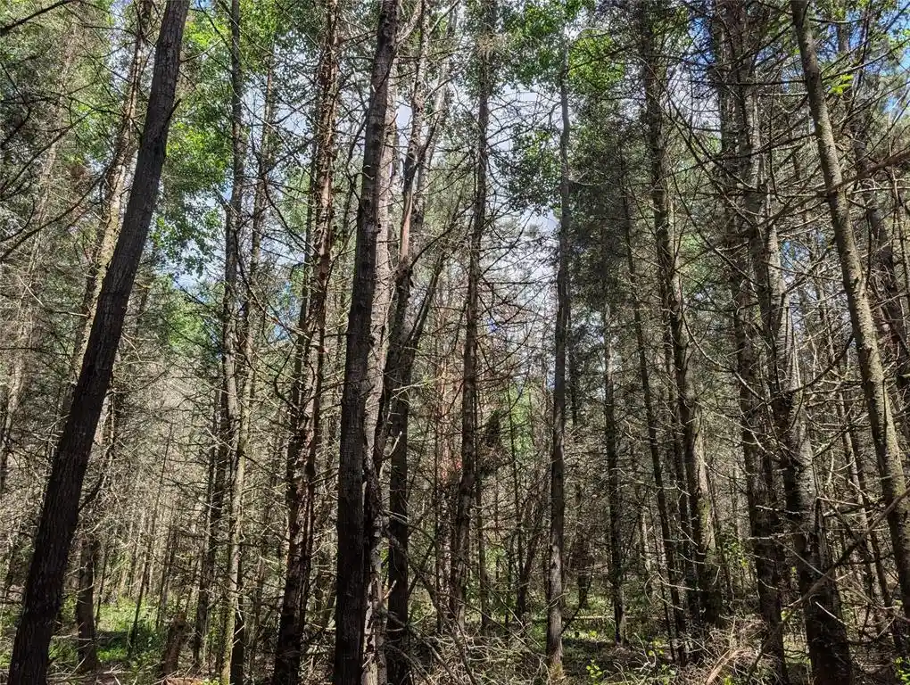 Homes for sale in Springbrook, WI | Lot 4 Main Rd, Springbrook, WI 54875 | MLS# 1602445