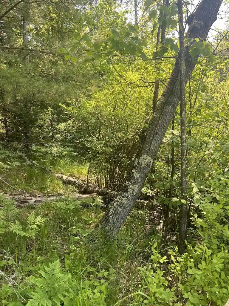 2nd image of Lake John Road Road, Lakewood, WI 54138 | MLS# 50327782