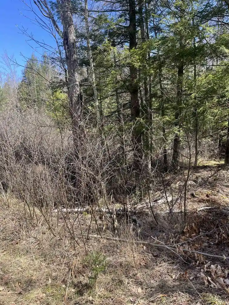 5th image of Lake John Road Road, Lakewood, WI 54138 | MLS# 50327782
