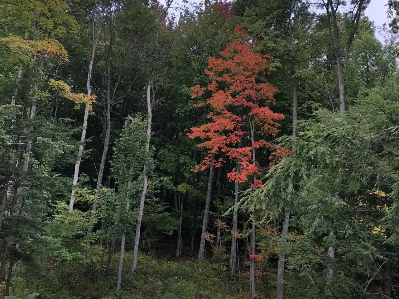 Homes for sale in Gillett, WI | Cty Shawano County Line Road Road, Gillett, WI 54124 | MLS# 1968840