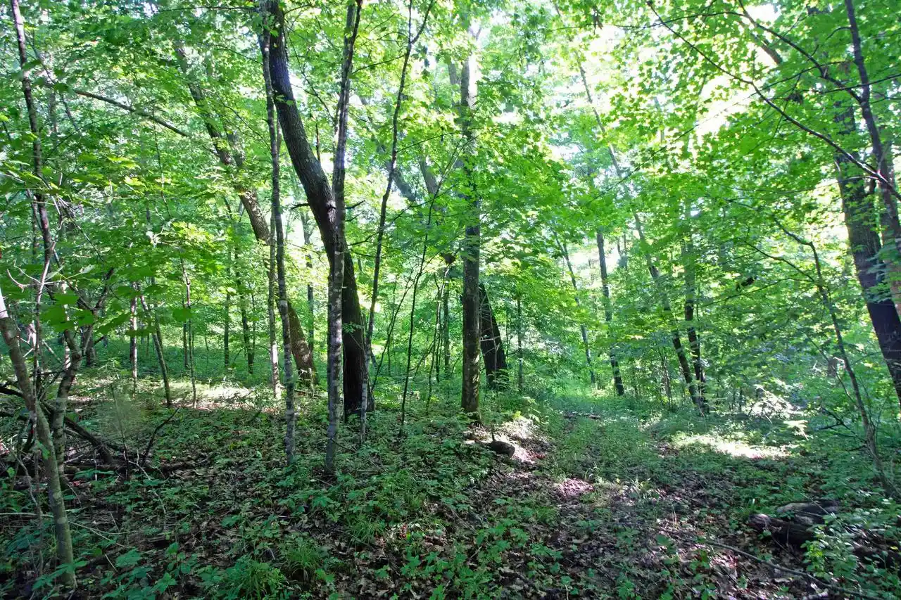 Homes for sale in Blue River, WI | 76 Acres Skyline Road Road, Blue River, WI 53518 | MLS# 2026883