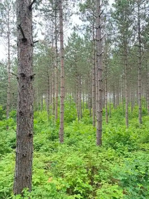2nd image of 20 Acres S 5th Ave, Trego, WI 54888 | MLS# 1602779