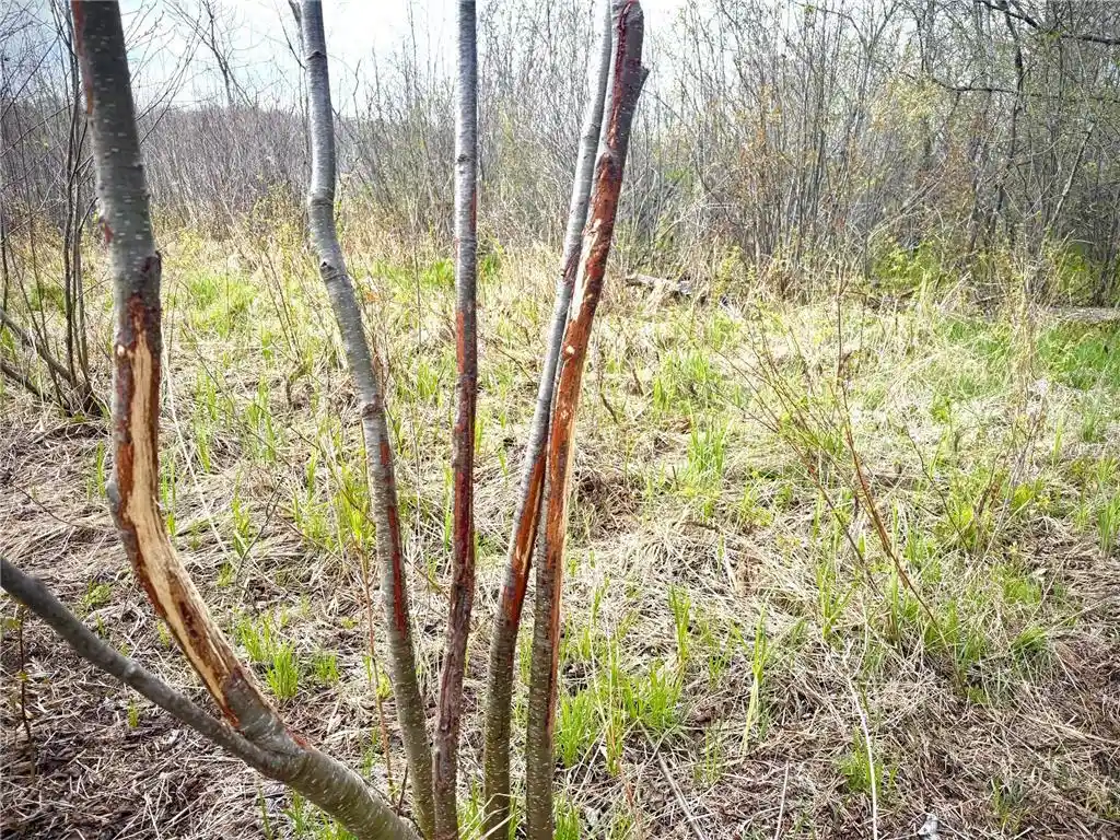 3rd image of Tbd County Line Avenue Avenue, Clear Lake, WI 54005 | MLS# 7102026