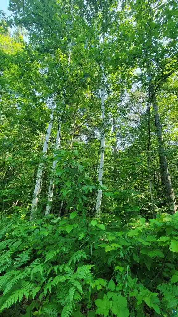 4th image of E Half Mile Rd Rd, Herbster, WI 54844 | MLS# 6126454
